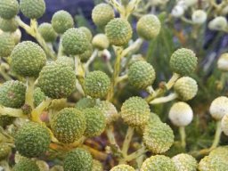 Berzelia lanuginosa closeness isn't overrated 